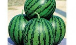 西瓜爆料泰蜜最新,西瓜界的新宠，甜蜜来袭！